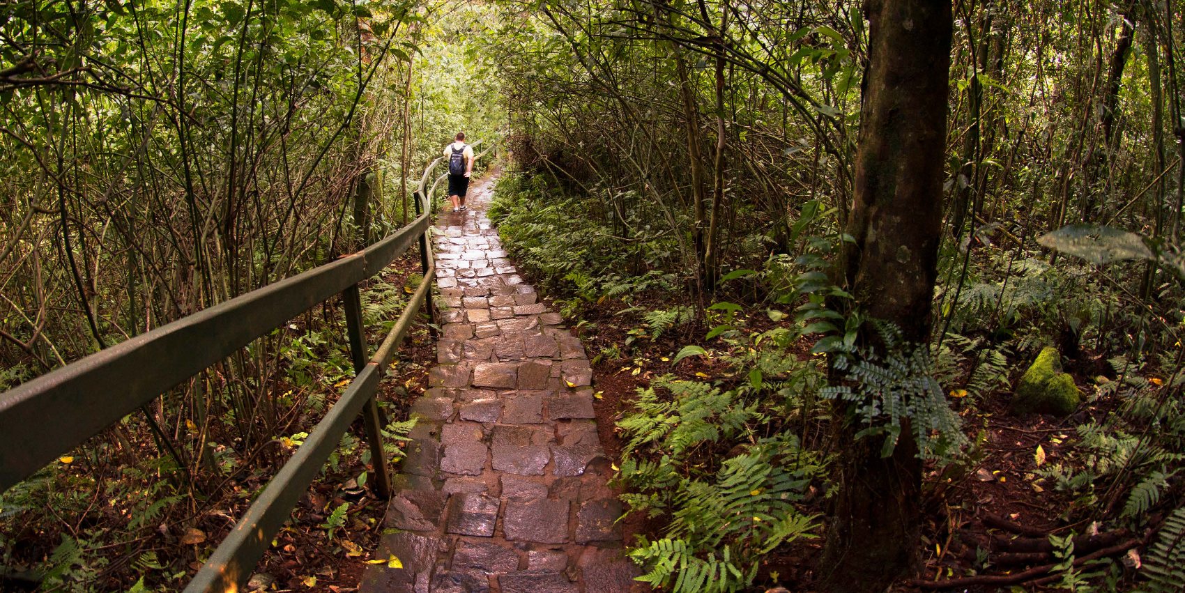 Caminho na Mata Atlântica preservada do empreendimento